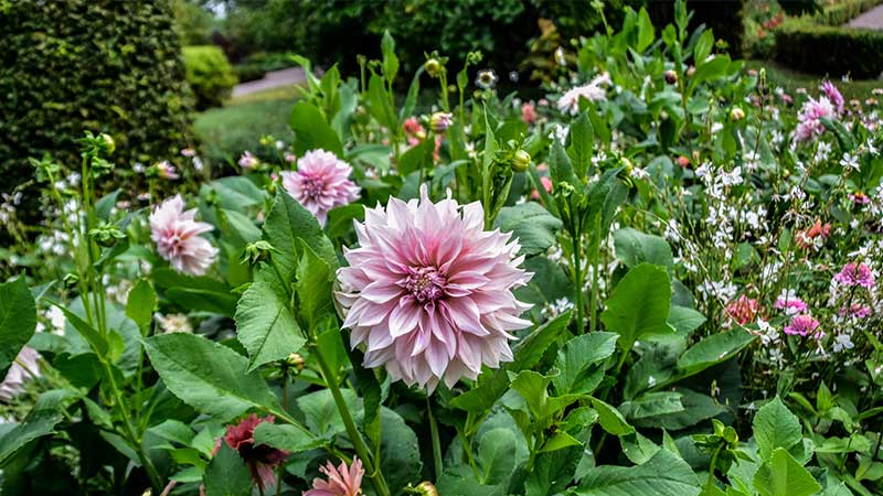 Dahlia på Norrvikens trädgårdar