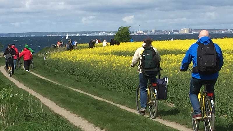 Grusväg genom rapsfälten på Ven med utsikt över Öresund.