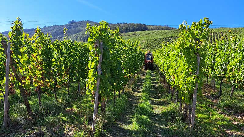 Vinfält i Alsace med gröna druvor – upplev vinresa till Frankrike med Tjörnarpsbuss