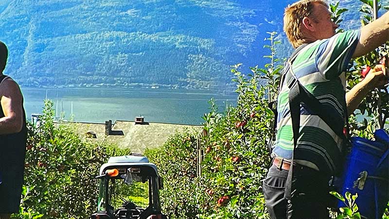 Äppleplockning i Geilo med vacker utsikt över berg och dalgångar i norsk natur