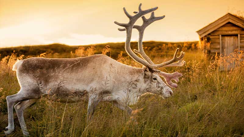 Ren betar i fjällandskap i solnedgång – gyllene ljus över tundran. Upplev naturen nära under er bussresa med Tjörnarpsbuss till Norge