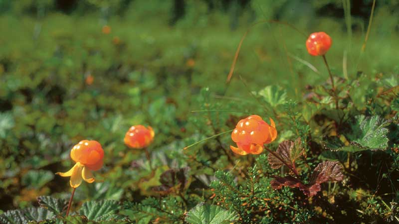 Hjortron i norra Sverige – bussresa med Tjörnarpsbuss, Norrlands Guld och vildmarkens smake