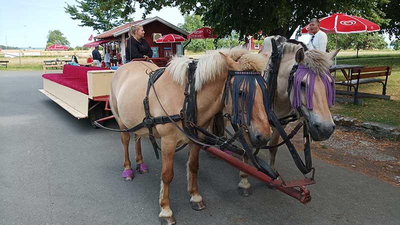 Remmalag på Visingsö. Åk Häst och vagn för en naturnära upplevelse