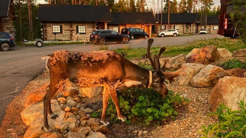 Ren på hotellet Ivalo i Finland där Tjörnarpsbuss bor på resan till Nordkap