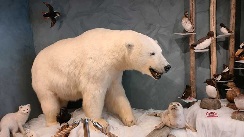 Tjörnarpsbuss genom Tromsö till Nordkap – arktisk kultur och museibesök i nordlig miljö