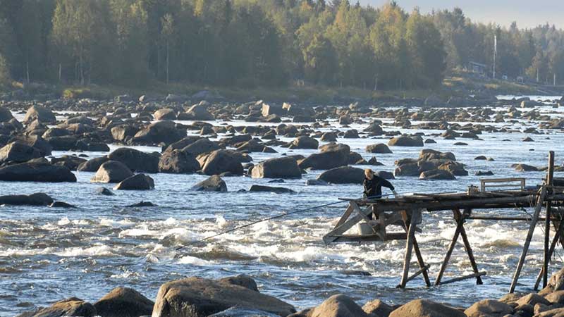 Kukkolaforsen – en mäktig fors i Torne älv, känd för håvfiske och unik kulturmiljö med fiskebodar och vattendrivna kvarnar