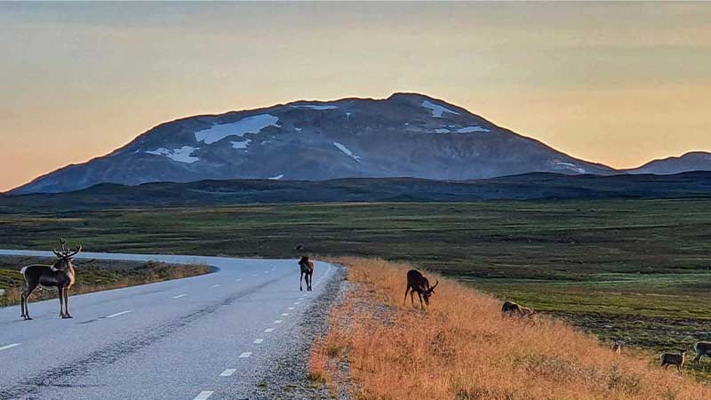Stekenjokk – fjällväg genom Lappland där renar strövar fritt. Upplev vildmarken, samisk kultur och spektakulära fjällvyer.
