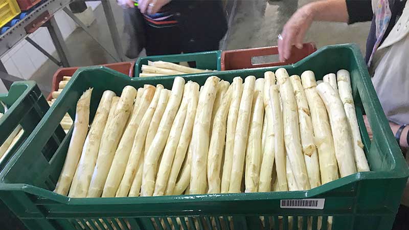 Bussresa med Tjörnarpsbuss till Spreewald – vinupplevelser, natur och kultur i hjärtat av Tyskland