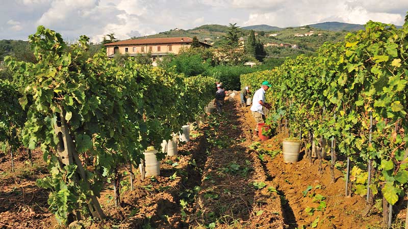 Vinskörd i Norra Italien. Toscanas röda jordar och vingården i bakgrunden.